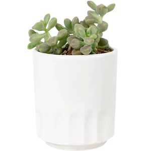 Aloe Vera Mini Plant