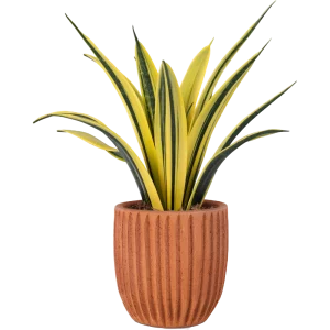 Aglonema