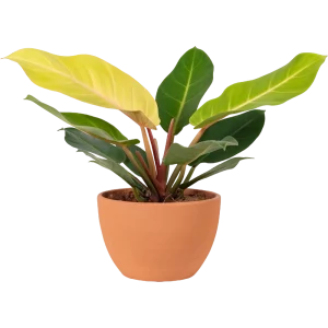 Aglonema Plant