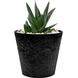 Jade Plant Mini