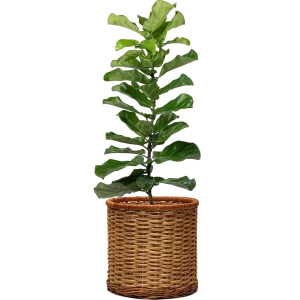 ZZ Plant