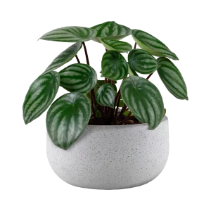 Ficus Lyrata Plant